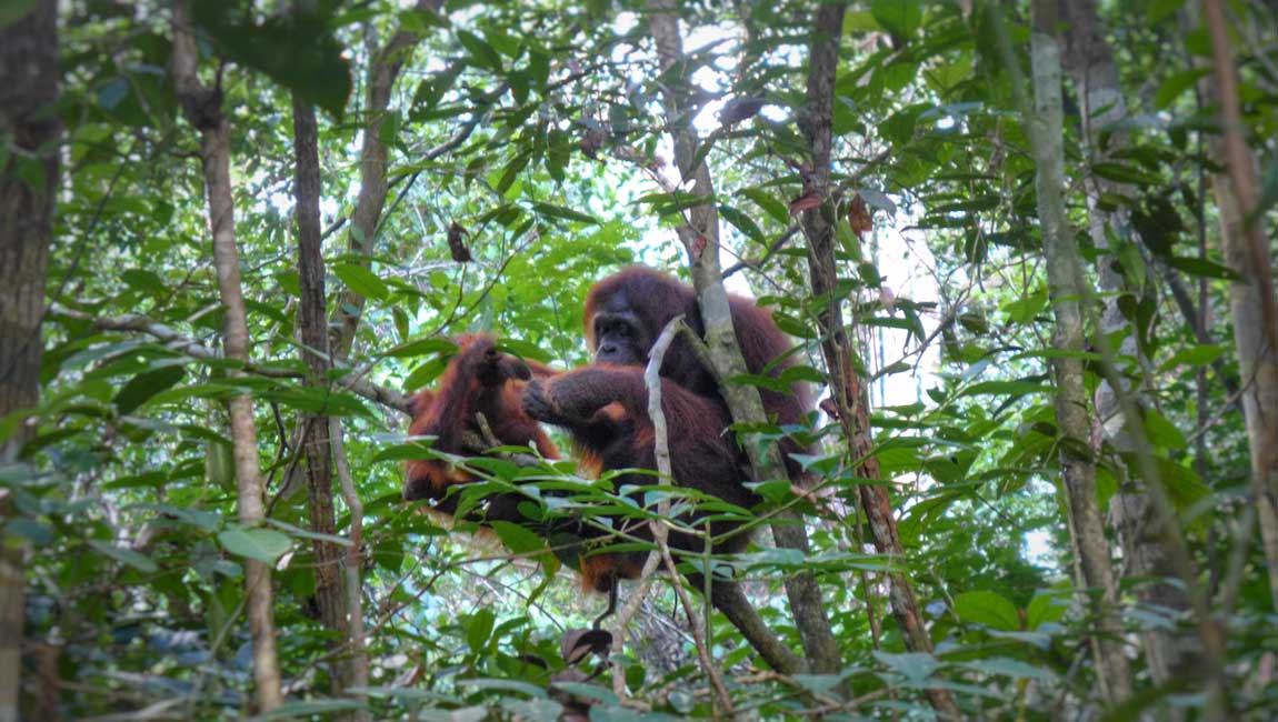 Air conditioners powered by solar to ensure peace and quiet in Borneo forest